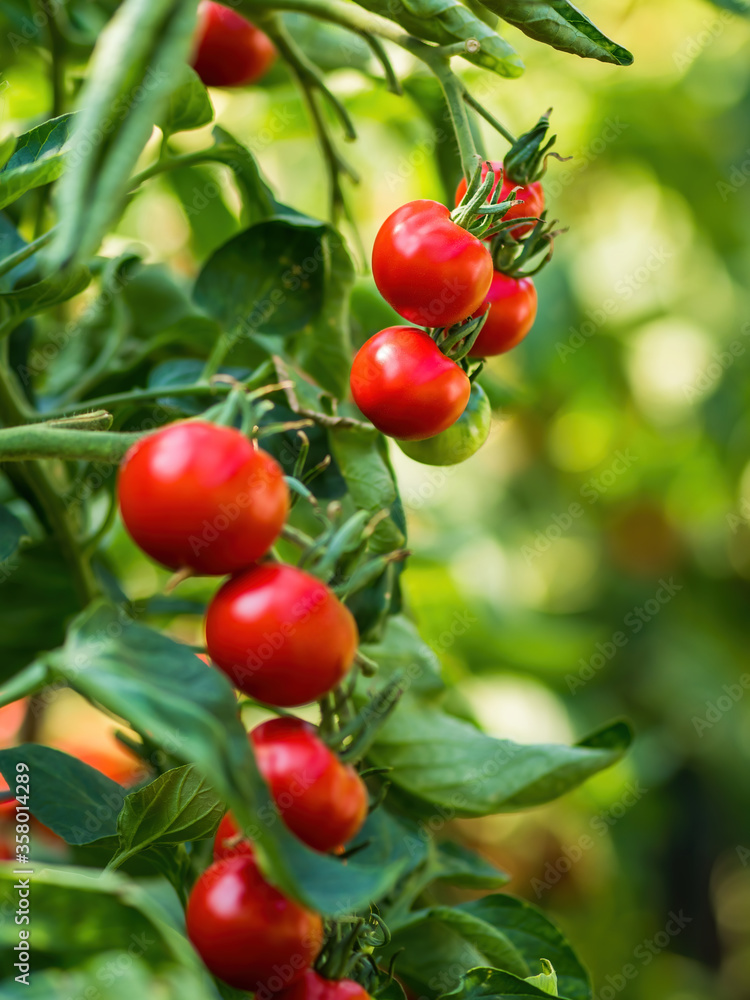 Ripe tomato plant growing in greenhouse. Fresh bunch of red natural tomatoes on a branch in organic vegetable garden. Blurry background and copy space for your advertising text message