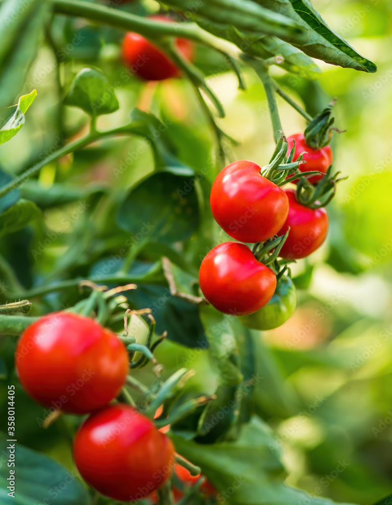 Ripe tomato plant growing in greenhouse. Fresh bunch of red natural tomatoes on a branch in organic vegetable garden. Blurry background and copy space for your advertising text message.