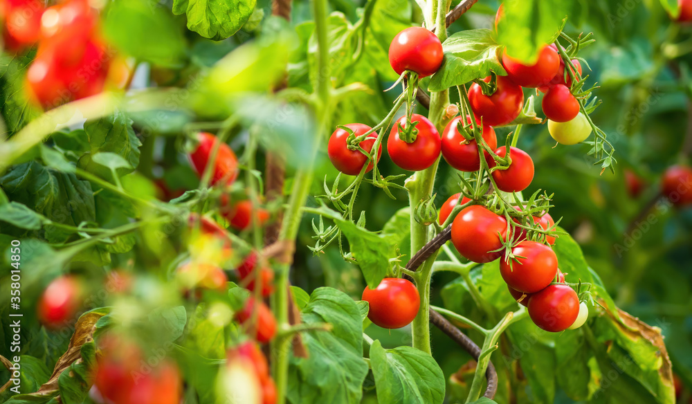 Ripe tomato plant growing in greenhouse. Fresh bunch of red natural tomatoes on a branch in organic vegetable garden. Blurry background and copy space for your advertising text message.