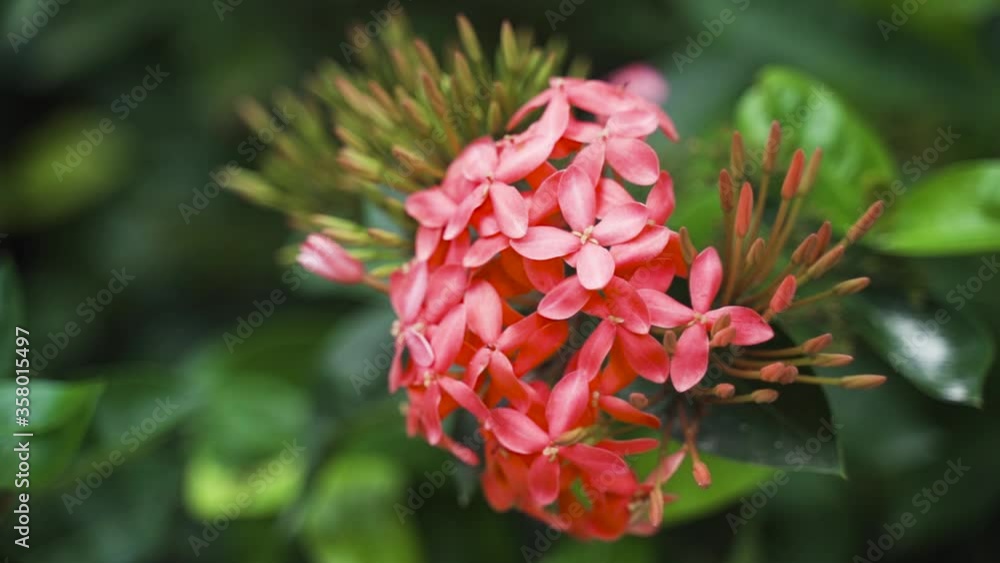 Red Jungle Geranium flower in a light breeze among lush greenery. Red Jungle Geranium flower in a light breeze among lush greenery.