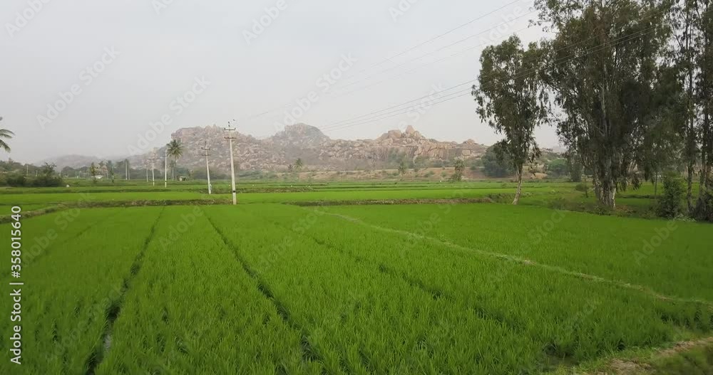 Beautiful Hampi Landscape Of Rice Fields In Karnataka, India - Tracking Shot (Forward) Beautiful Hampi Landscape Of Rice Fields In Karnataka, India - Tracking Shot (Forward)