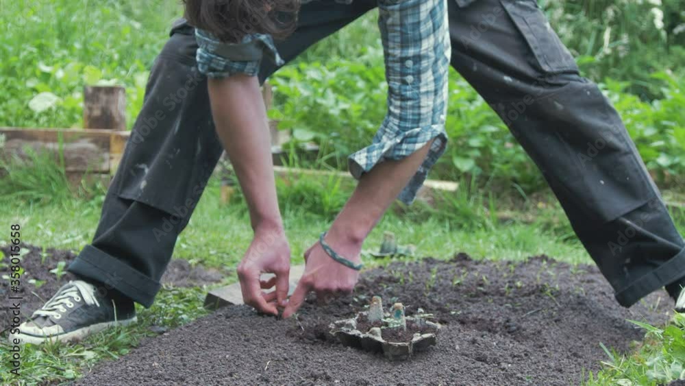 Young man transplants kale seedlings into outdoor garden Young man transplants kale seedlings into outdoor garden