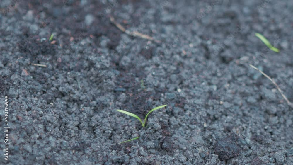 Planting young carrot seedling into fine soil Planting young carrot seedling into fine soil