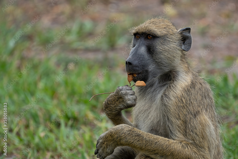 Yellow baboon in Selous Game Reserve, Tanzania