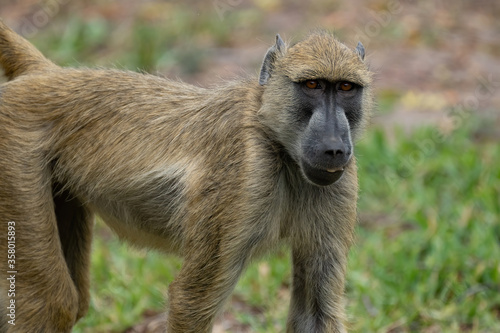 Yellow baboon in Selous Game Reserve, Tanzania