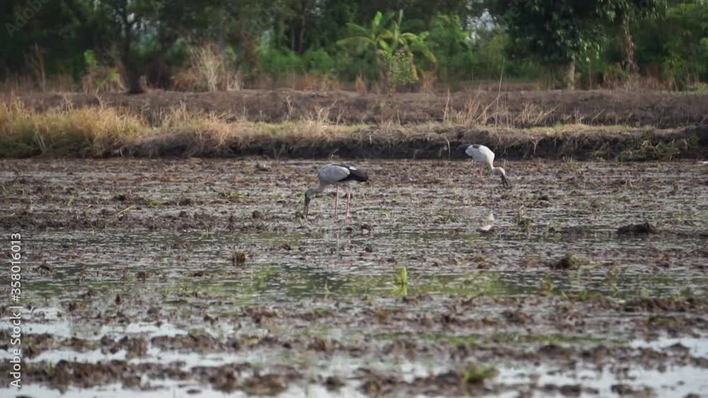 Bird eating small fish in rice field Bird eating small fish in rice field