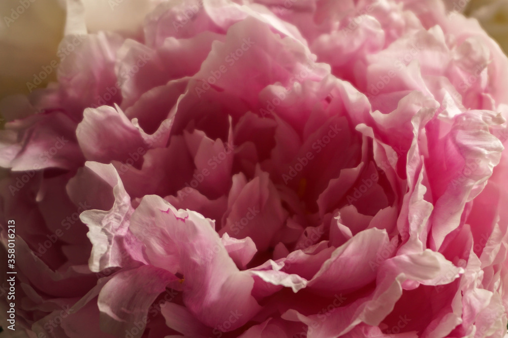 incredibly beautiful soft pink peony, summer day