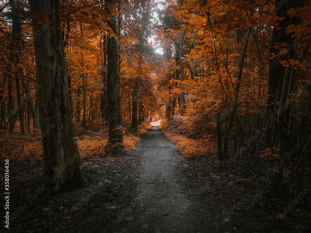Path in the autumn forest. colors of autumn 