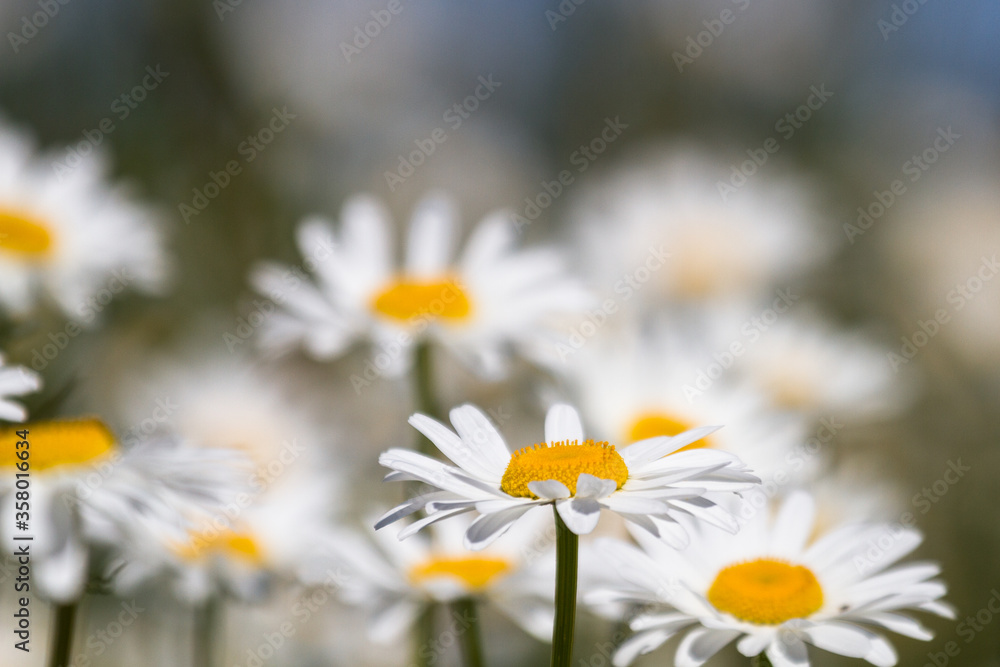 Daisy time. Daisies in the meadow and close-up Daisy time. Daisies in the meadow and close-up