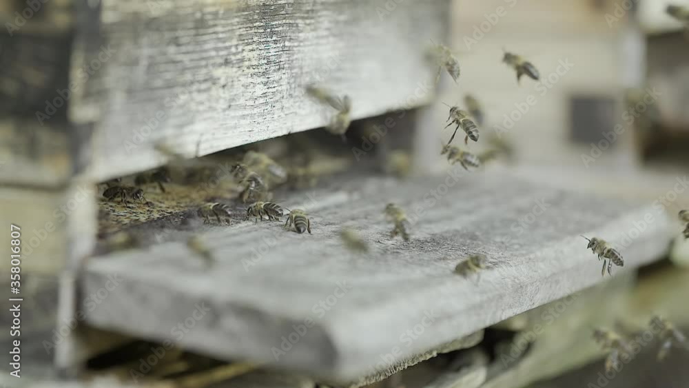 Swarm of honey bees near and flying at entrance structure of apiary to collect pollen and produce honey, close up slow motion Swarm of honey bees near and flying at entrance structure of apiary to collect pollen and produce honey, close up slow motion