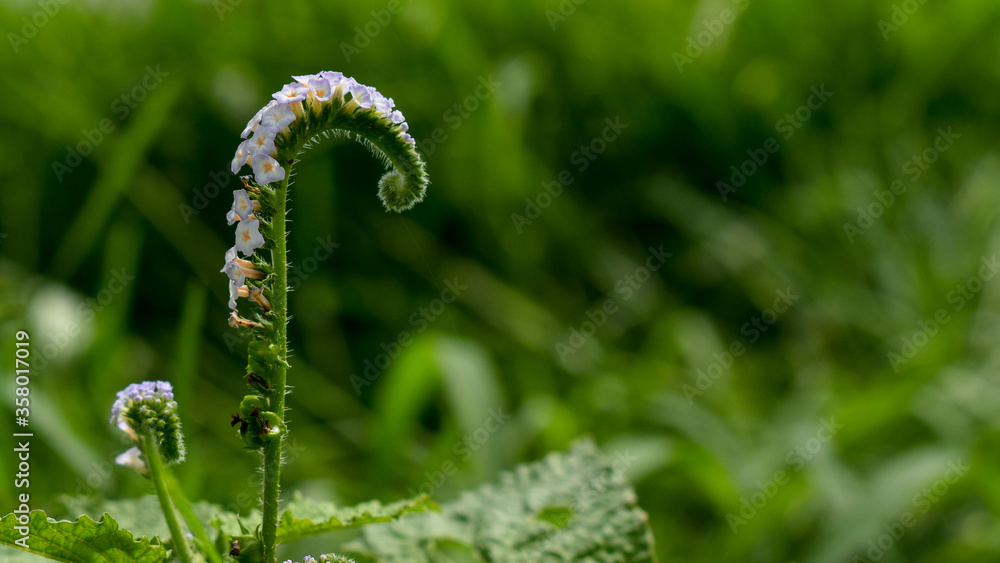 Beautiful Indian heliotrope (Heliotropium indicum) flower Beautiful Indian heliotrope (Heliotropium indicum) flower