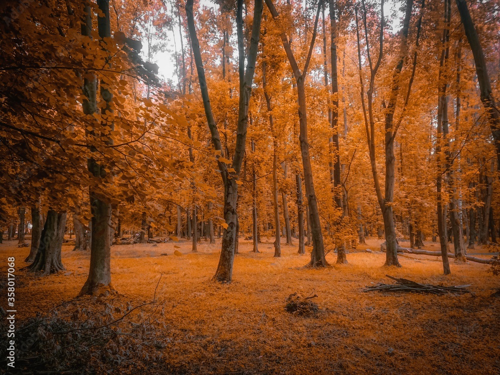 Obraz premium colors of autumn in the forest. golden autumn wood