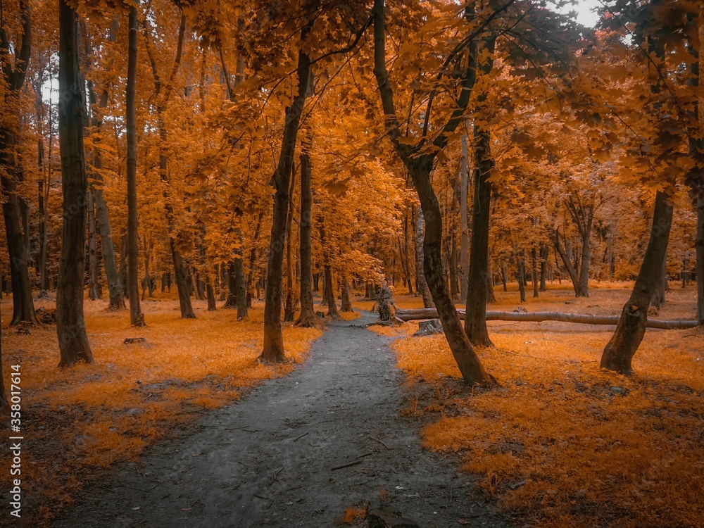 atmospheric autumn forest in orange tones with road