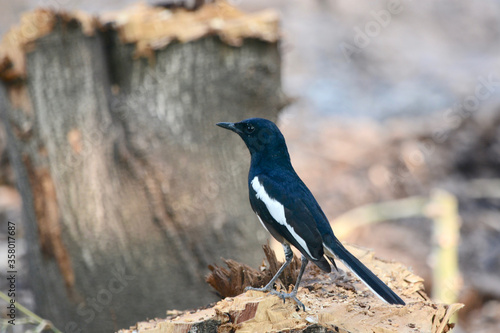 black bird on a tree stump 