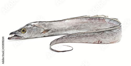 fish on a white background