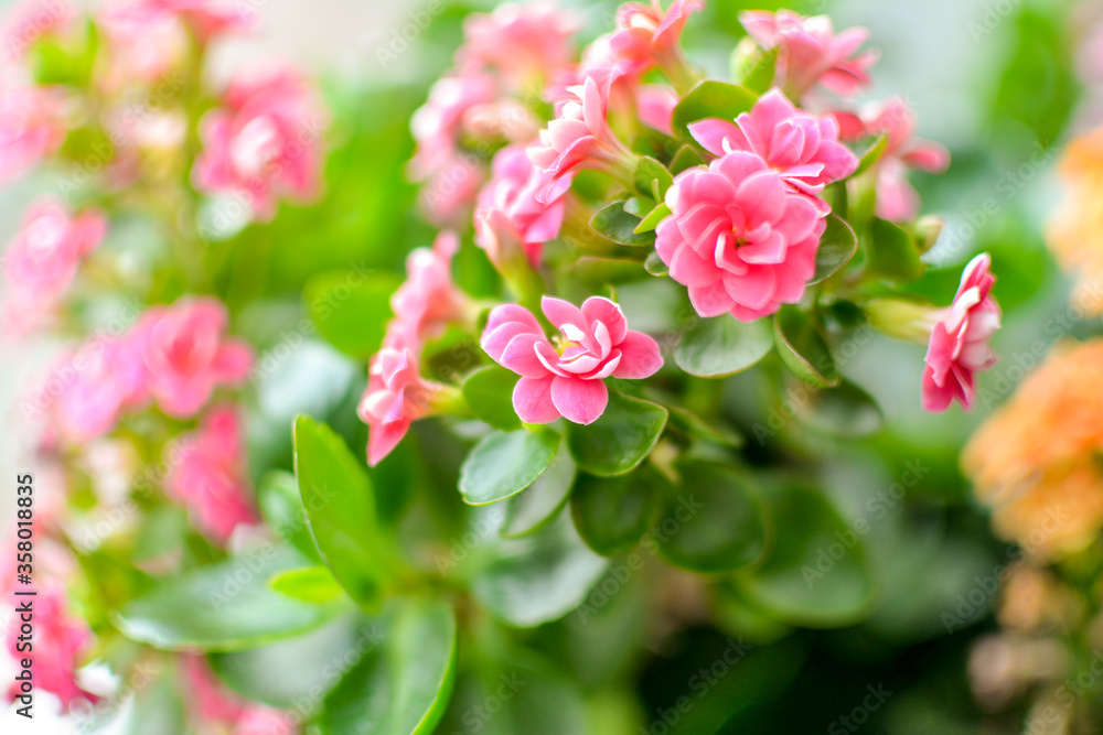Macro shot of tiny pink flowers. home plant Macro shot of tiny pink flowers. home plant