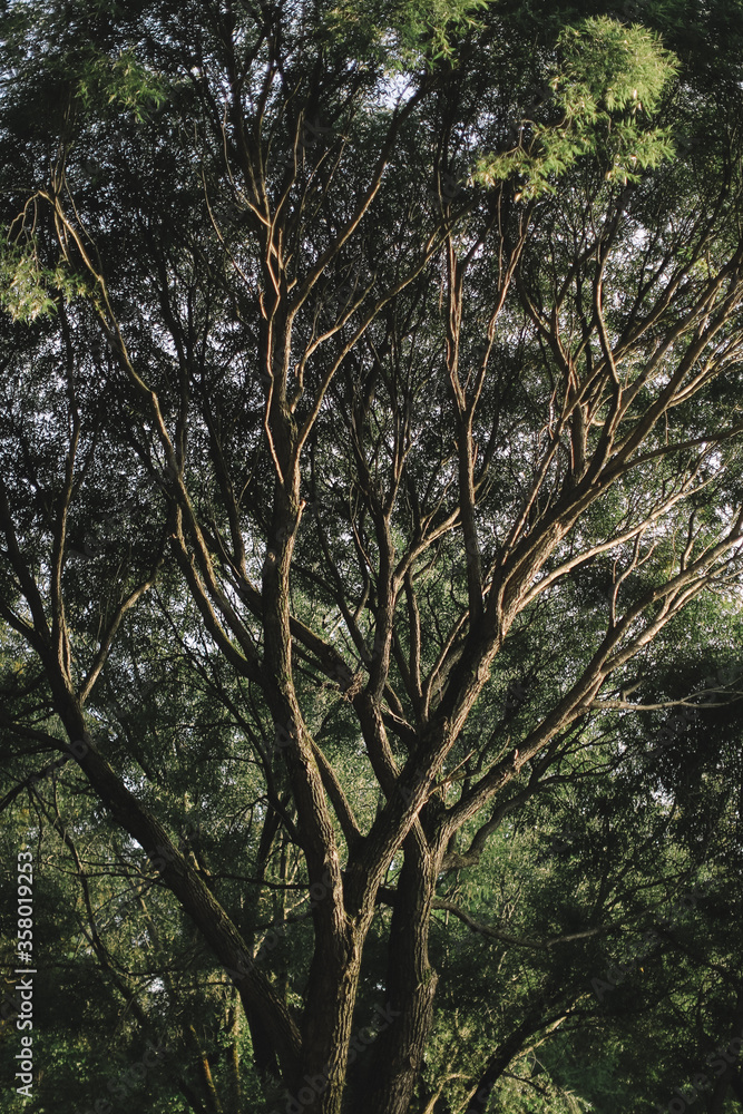 Natural background from plants, colored textures of nature
Natural background from plants, colored textures of nature