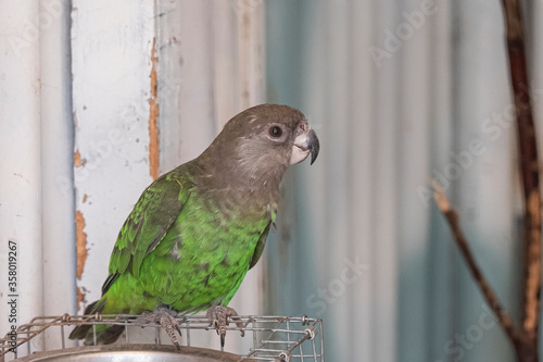 Brown-headed Parrot, Poicephalus cryptoxanthus, side view indoors. Green bird with yellow belly and grey brown head photo