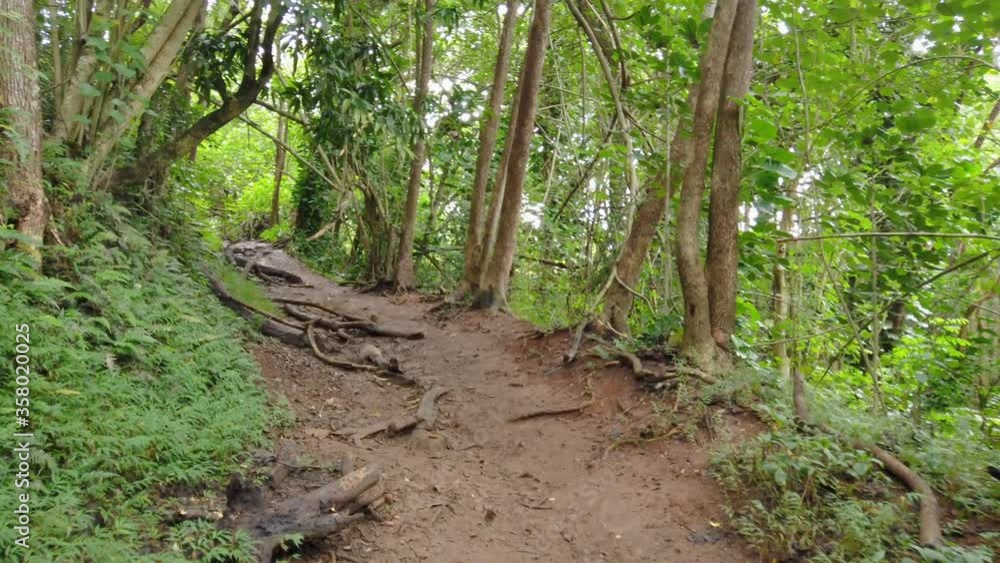 4K Hawaii Kauai gimbal trucking in along a muddy path closely passing a low branch and continuing past fallen branches in a Hawaiian forest 4K Hawaii Kauai gimbal trucking in along a muddy path closely passing a low branch and continuing past fallen branches in a Hawaiian forest