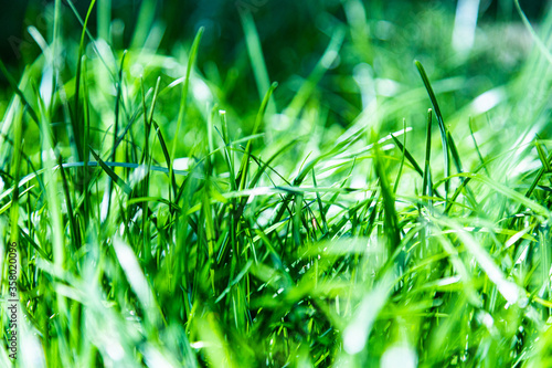 green grass background