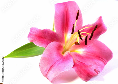 Fototapeta Naklejka Na Ścianę i Meble -  Pink lily on a white background. Big beautiful flower.