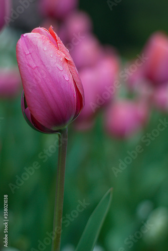 Single pink tulip flower bulb over green background