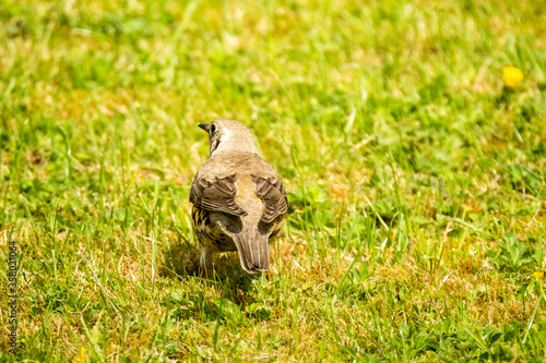 Kestrel catching worms on a lawn in County Donegal - Ireland.