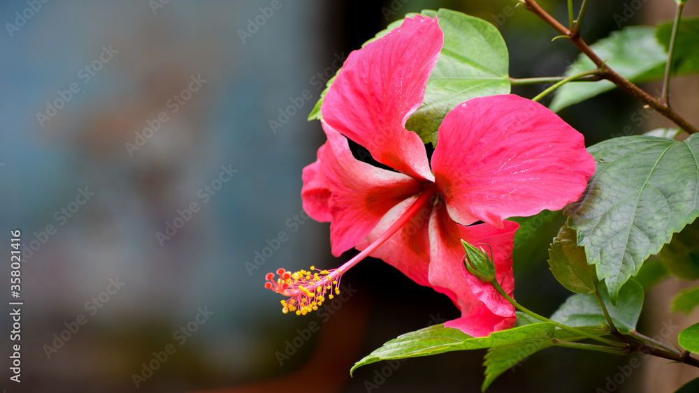 Beautiful Red Hibiscus or China rose flower Beautiful Red Hibiscus or China rose flower