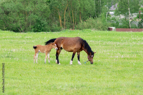 A bay horse with a foal in a field on a grazing.