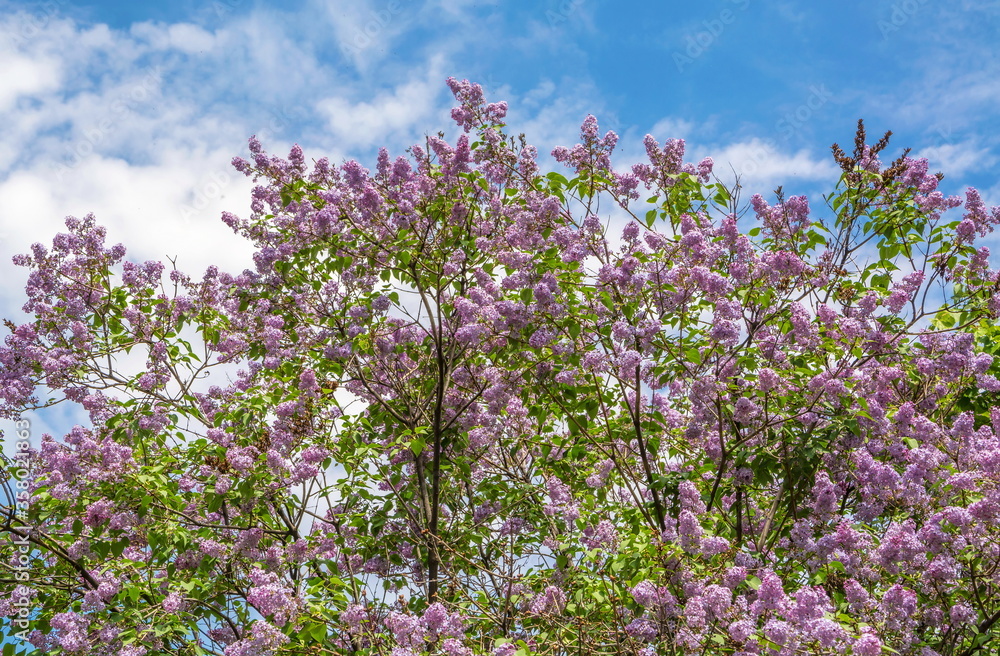 Blooming lilac bushes against  blue sky