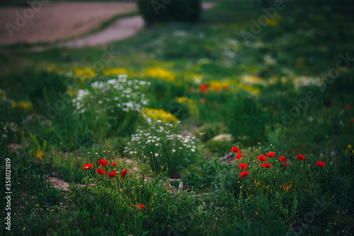 Beautiful spring meadow  red poppy flowers  white chamomile flower and yellow meadow buttercup