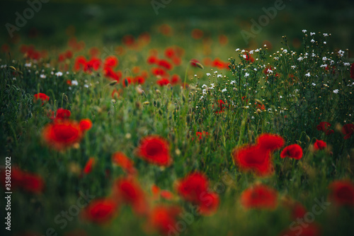 Beautiful spring meadow, red poppy flowers, white chamomile flower and yellow meadow buttercup © kovop58