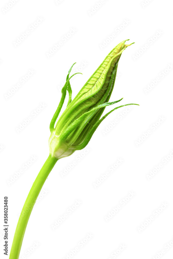 bud with a flower of vegetable marrow on a white background bud with a flower of vegetable marrow on a white background