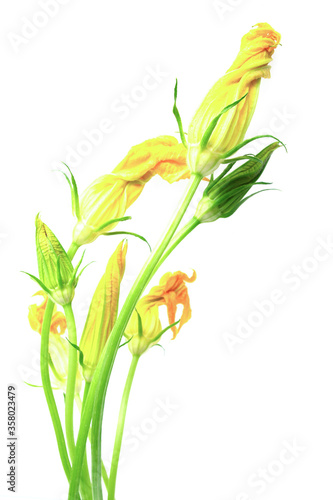 Wallpaper Mural bud with a flower of vegetable marrow on a white background Torontodigital.ca