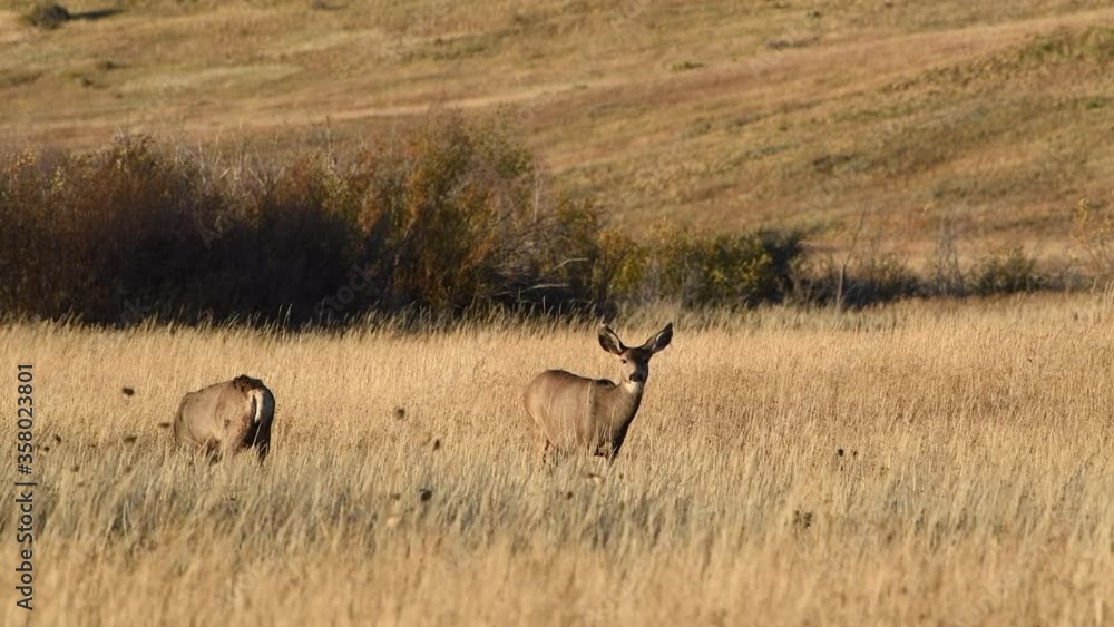 Rocky mountain mule deer does and fawns. Rocky mountain mule deer does and fawns.