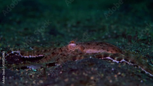 Wunderpus Octopus Lembeh Indonesia 4k 25fps photo