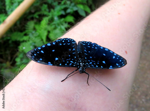 Close up of starry night cracker butterfly on a person's arm photo