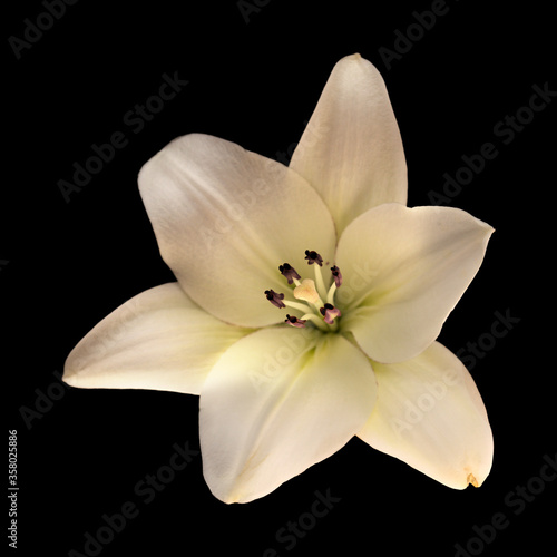 White lily isolated on black background