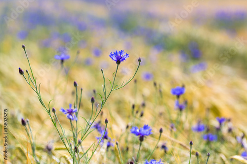 Blaue Kornblumen in einem Weizenfeld