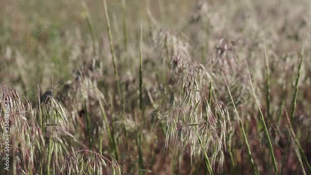 Natural meadow grass slowly swayed by wind blow. The beautiful green swaying grass field is relaxing romantic. It waving along wind breeze. Natural meadow grass slowly swayed by wind blow. The beautiful green swaying grass field is relaxing romantic. It waving along wind breeze.