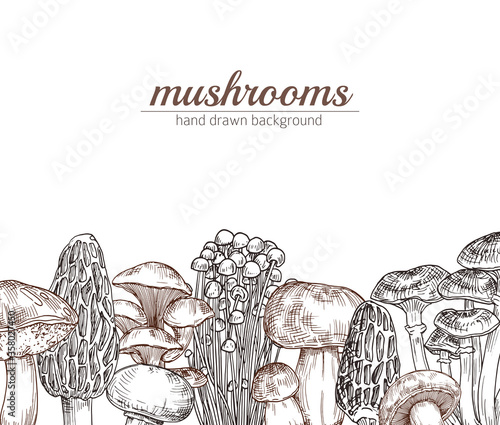 Vector hand drawn mushrooms background with place for text illustration.