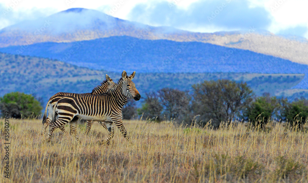 Naklejka premium Bergszebras im Mountain Zebra Nationalpark