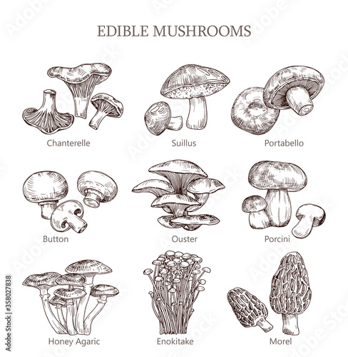 Edible mushroom hand drawn vector illustration.