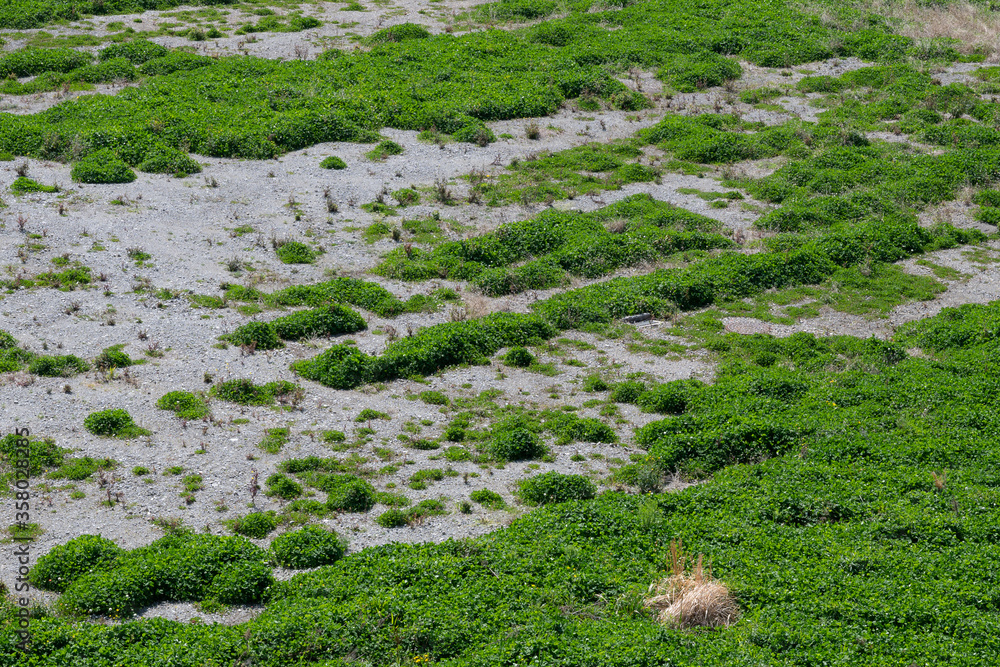 the grass cover the field the grass cover the field