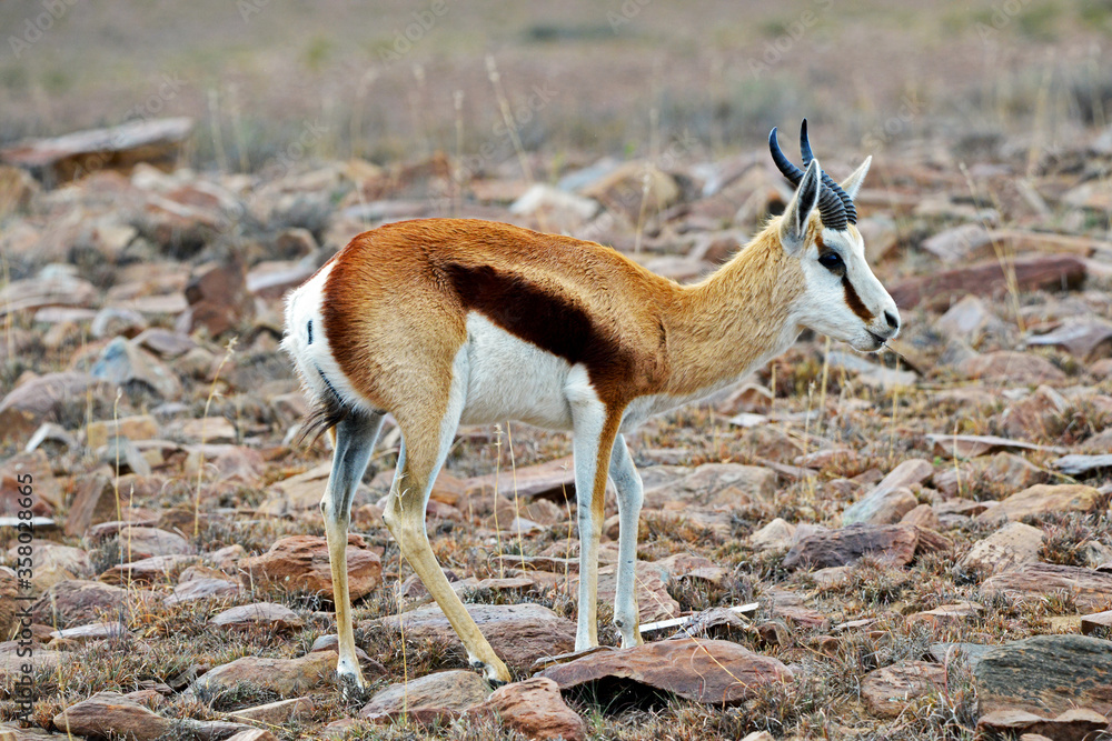 Springbock im Moutain Zebra Nationalpark Springbock im Moutain Zebra Nationalpark