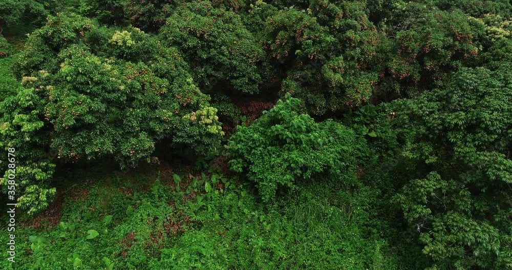 Aerial view of lychee fruits in growth on tree in summer Aerial view of lychee fruits in growth on tree in summer