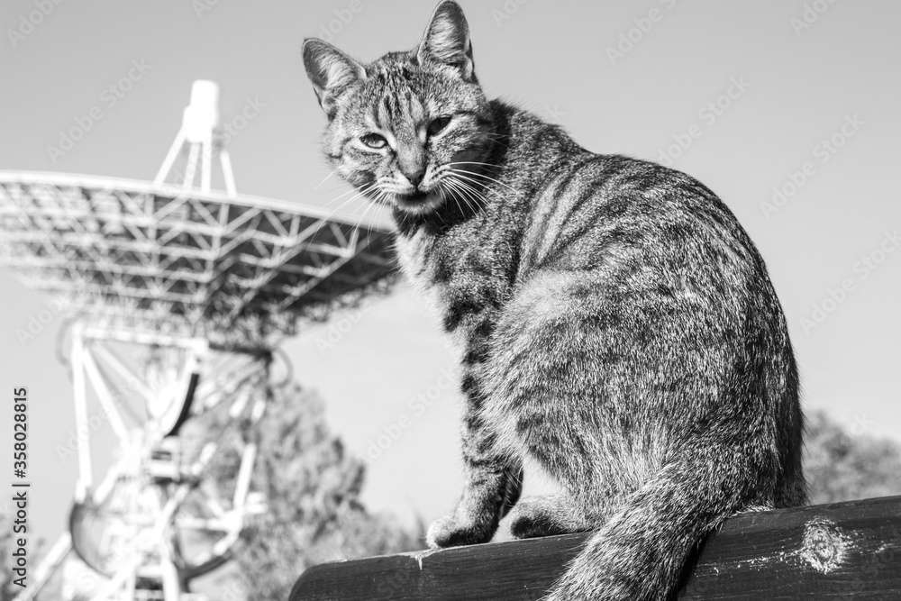 Jeziorko na terenie Obserwatorium Astronomiczne UMK i przyjazny kot. Radioteleskopy.
 - obrazy, fototapety, plakaty 