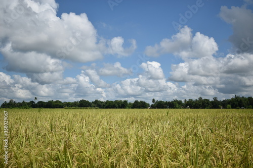 Beautiful paddy field