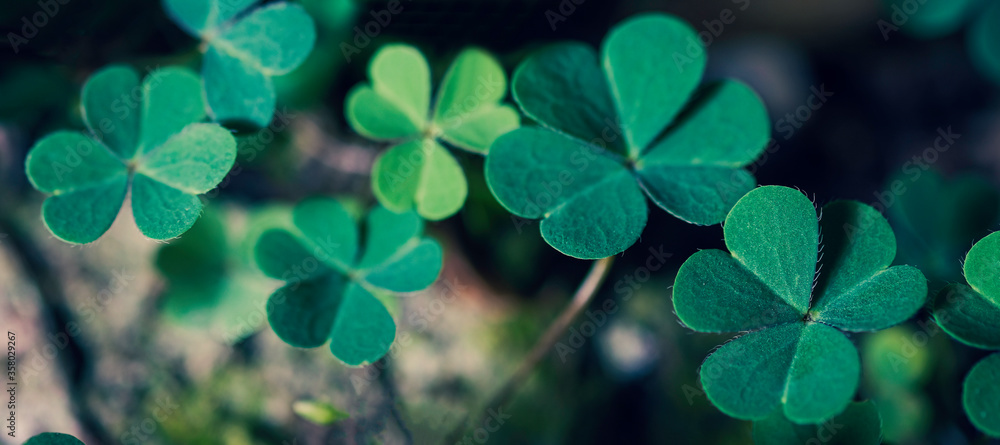 Green clover leaf isolated on white background. with three-leaved shamrocks. St. Patrick's day holiday symbol. Green clover leaf isolated on white background. with three-leaved shamrocks. St. Patrick's day holiday symbol.