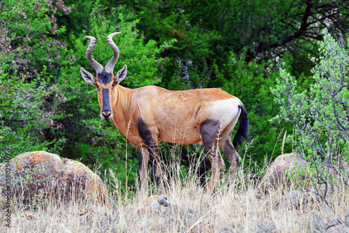 Kuhantilope im Mountain Zebra Nationalpark  S  dafrika